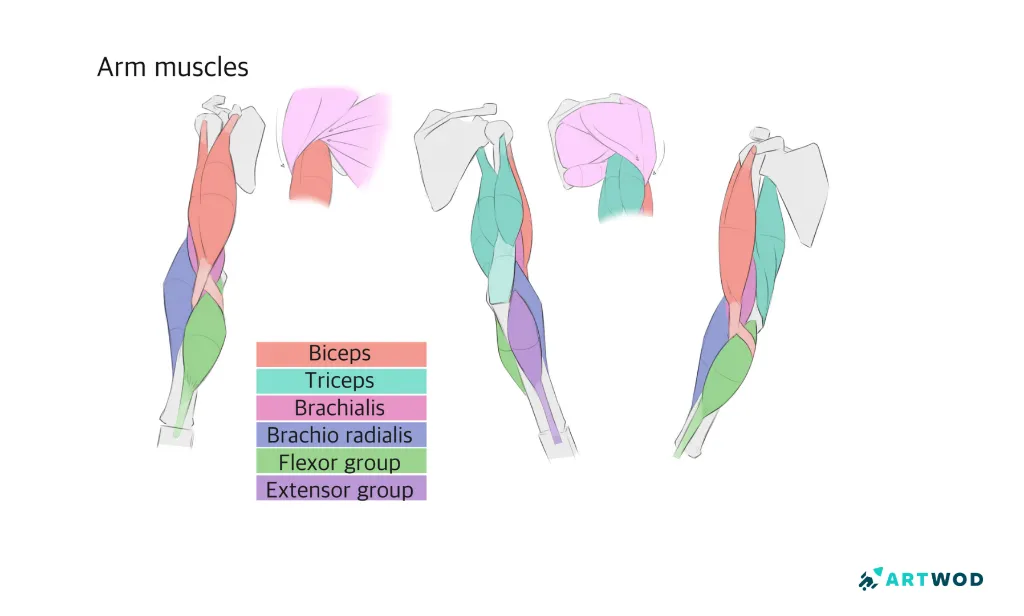Step 2: Drawing Arms: Anatomy and Stylisation Techniques