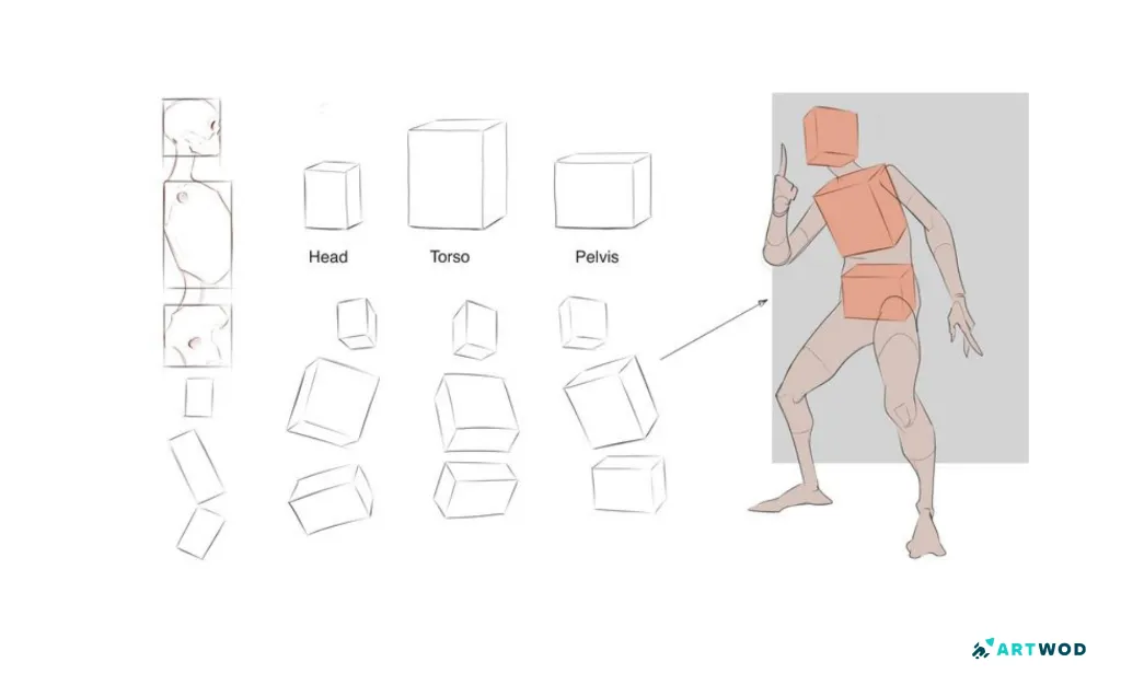 Human Mannequin Breakdown: Head Torso and Pelvis boxes with size and mass and proportions. 2d digital drawings