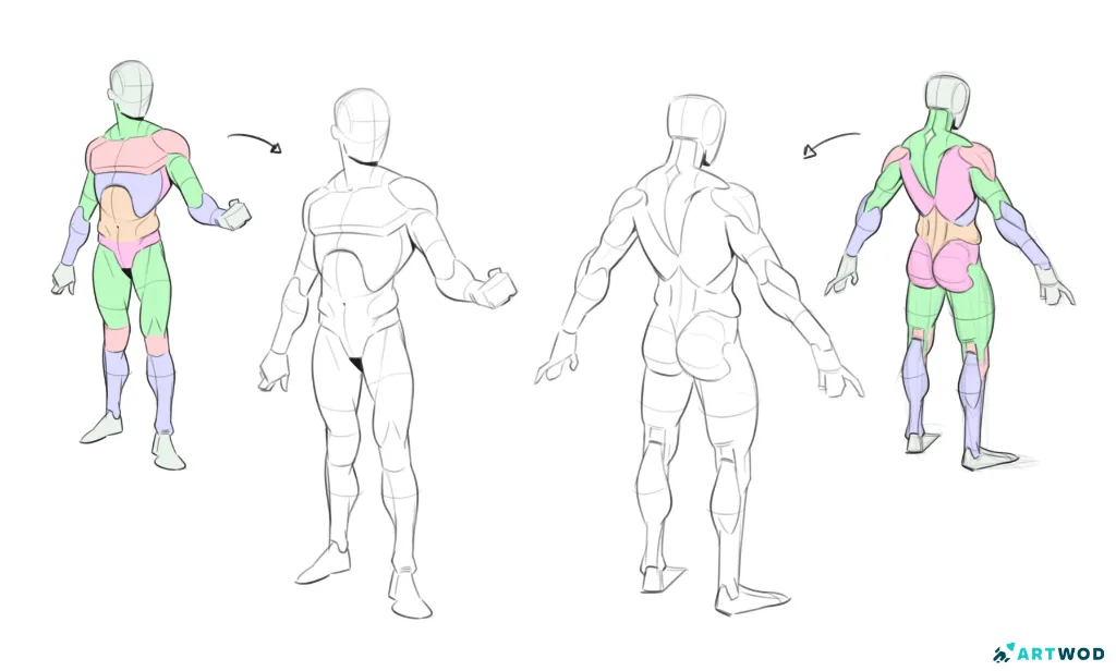 Anatomy drawing examples