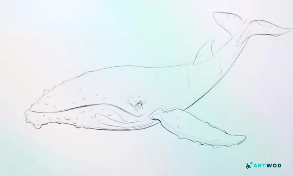 Step 5:&nbsp;Drawing Whales: Realistic and Stylised Marine Art