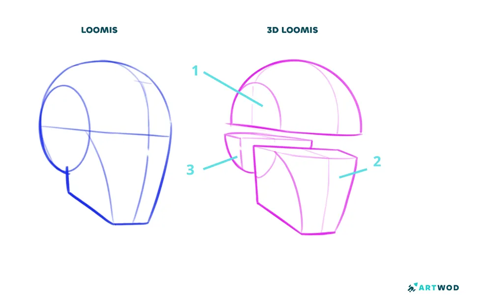 Step 1:&nbsp;How to Draw Faces: Loomis head to 3D Loomis head comparison