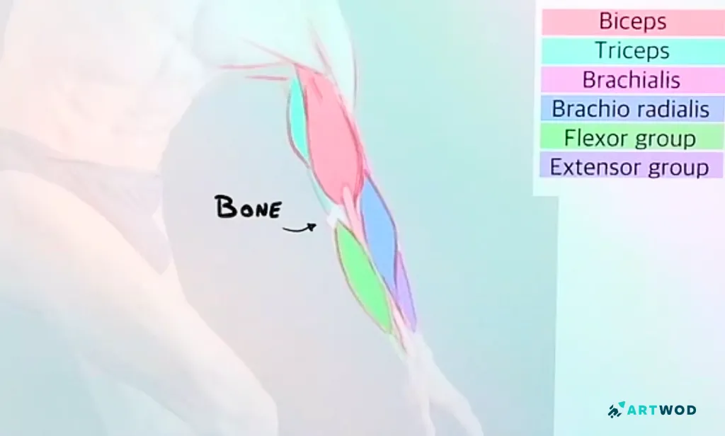 Step 3: Drawing Arms: Anatomy and Stylisation Techniques