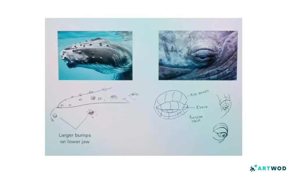 Step 4:&nbsp;Drawing Whales: Realistic and Stylised Marine Art