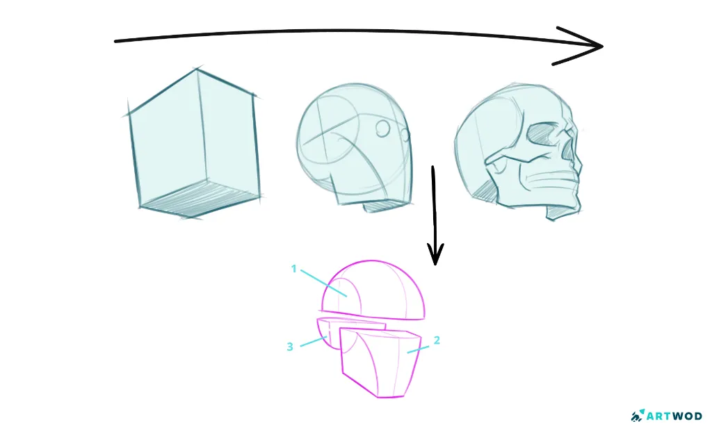 Wie zeichnet man einen Schädel? 3D-Loomis und Box-Methode