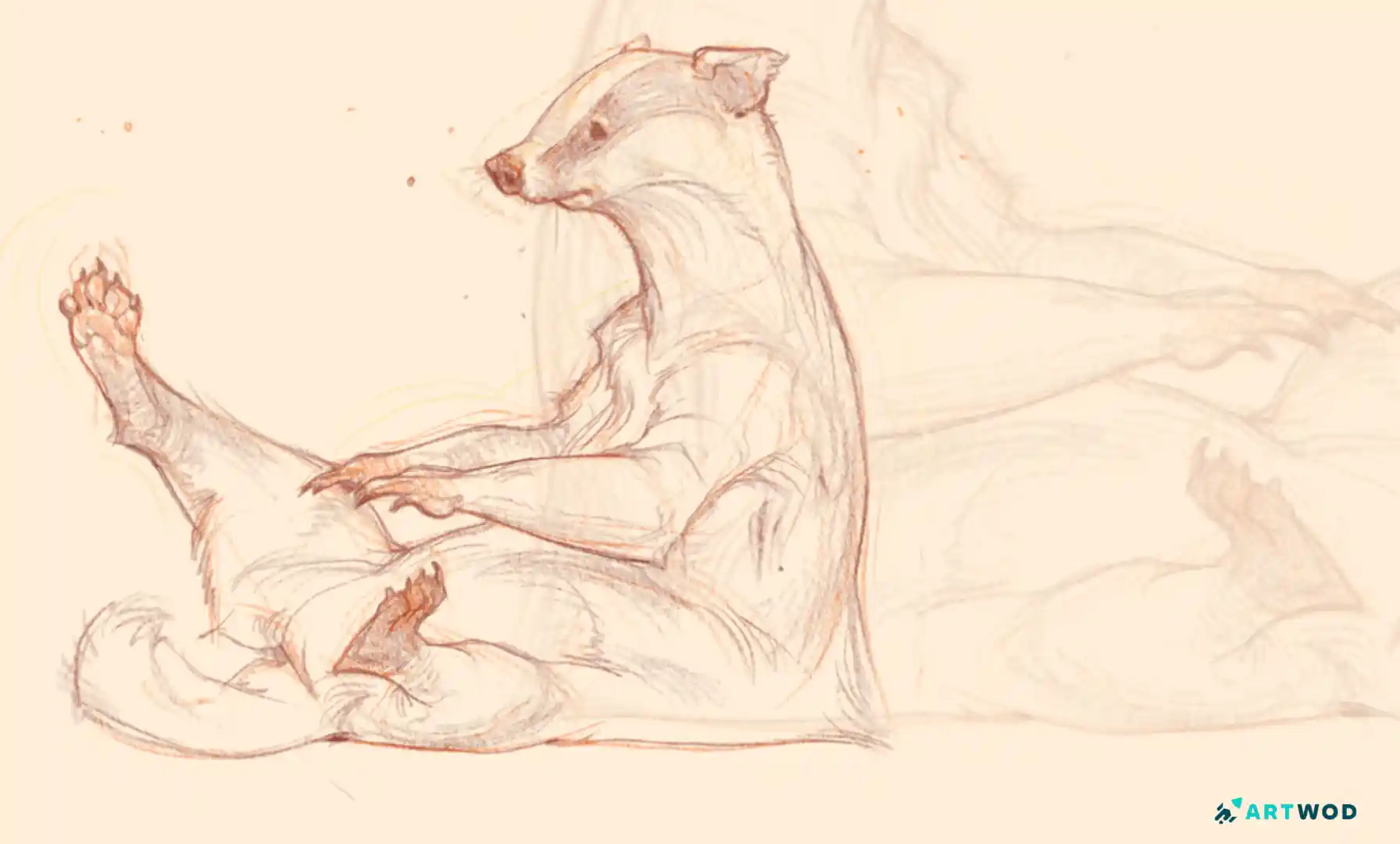 Racoon drawing sitting, traditional drawing of a racoon made in brown and violet pencils
