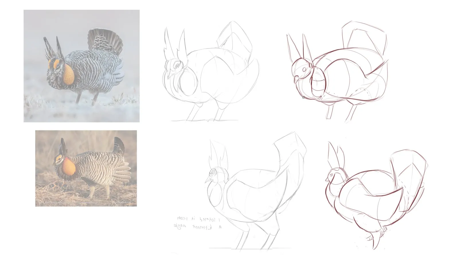 bird construction study