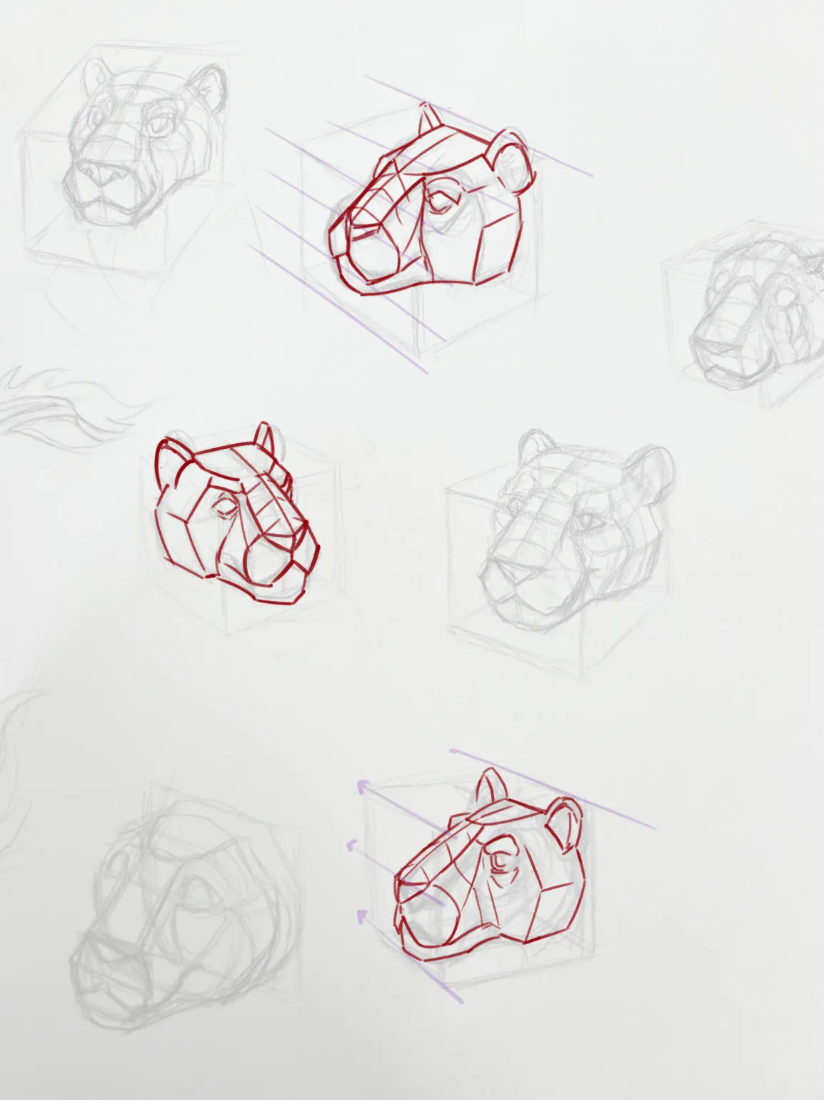 Big cat head struggles