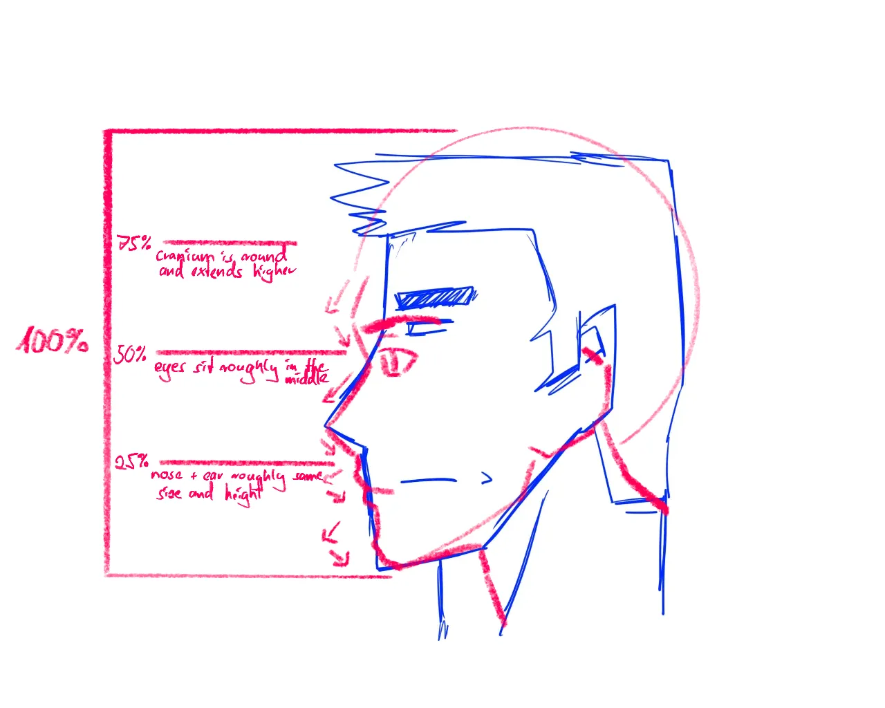 side profile prespective