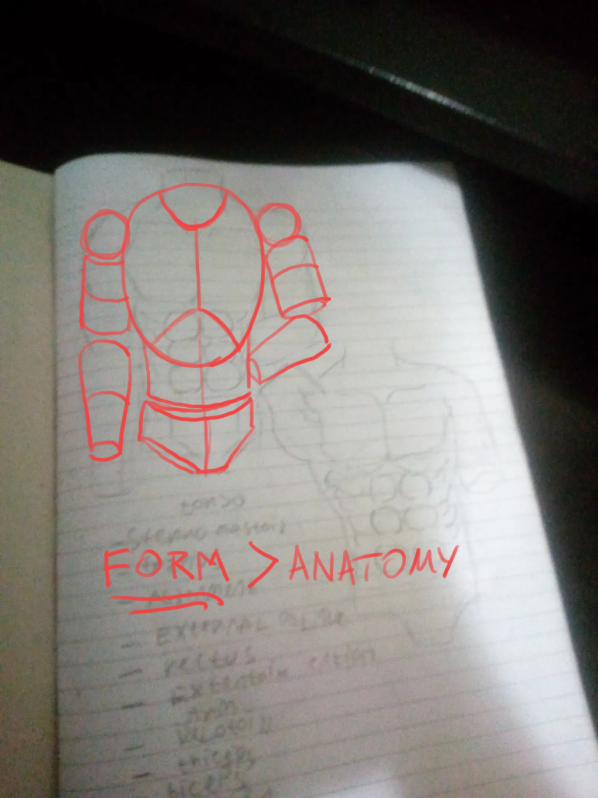 Torso anatomy