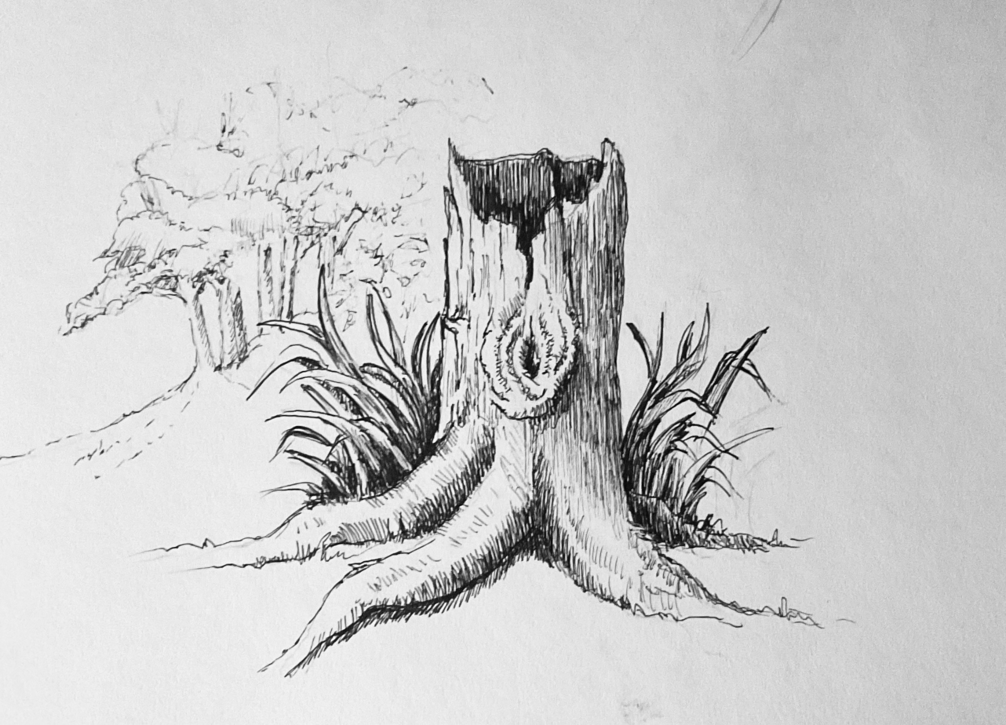 Little forest in my area
