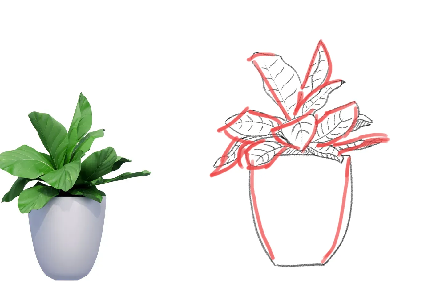Plants Practise