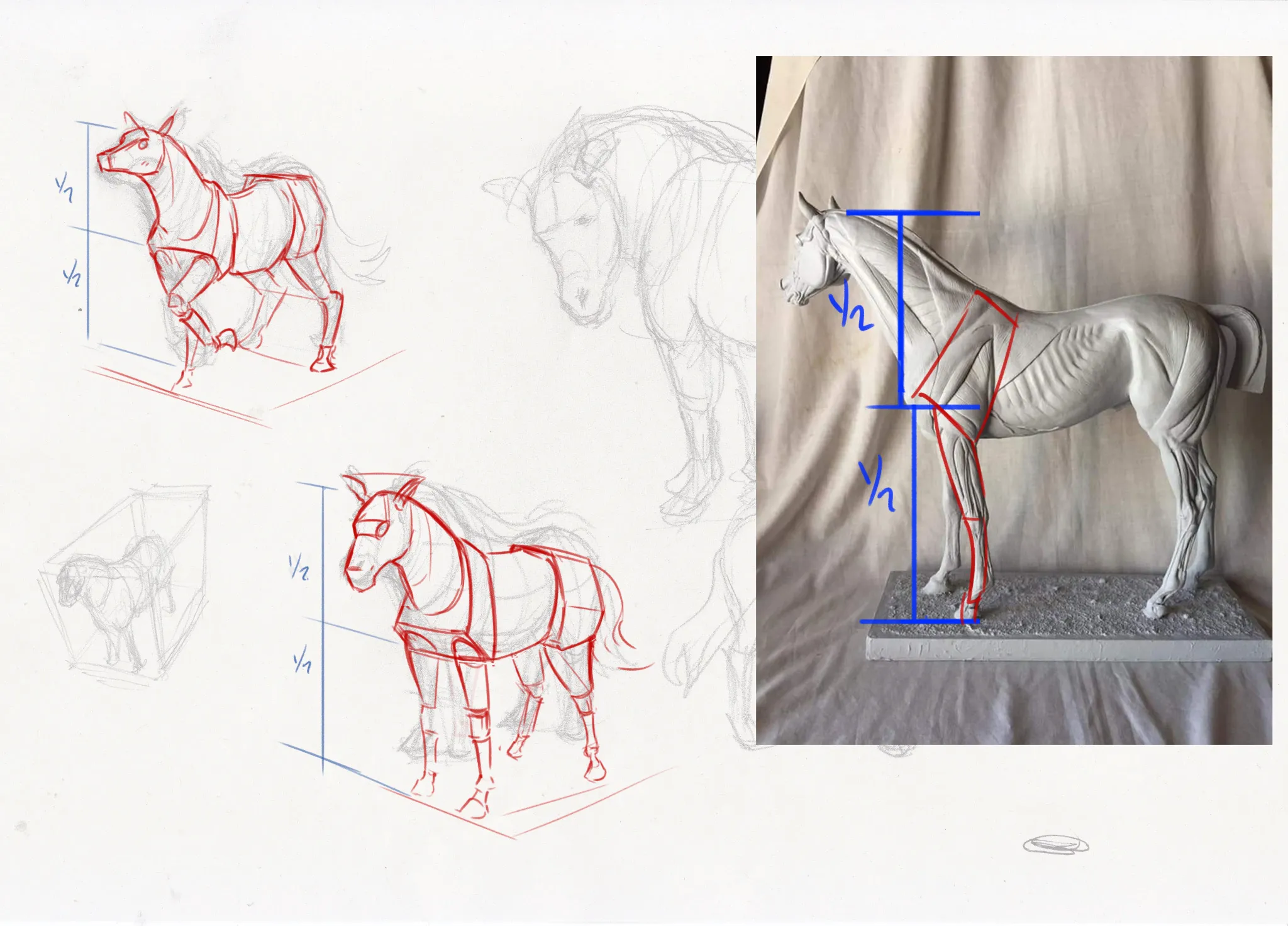 Pony study