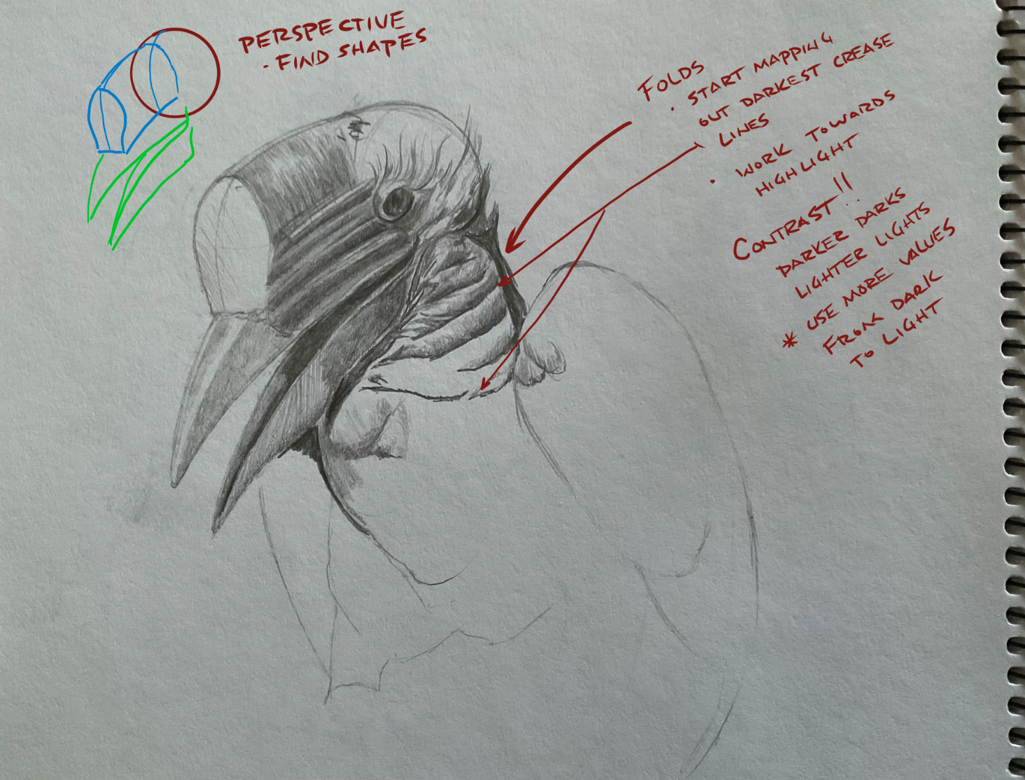 Helmeted Hornbill Study
