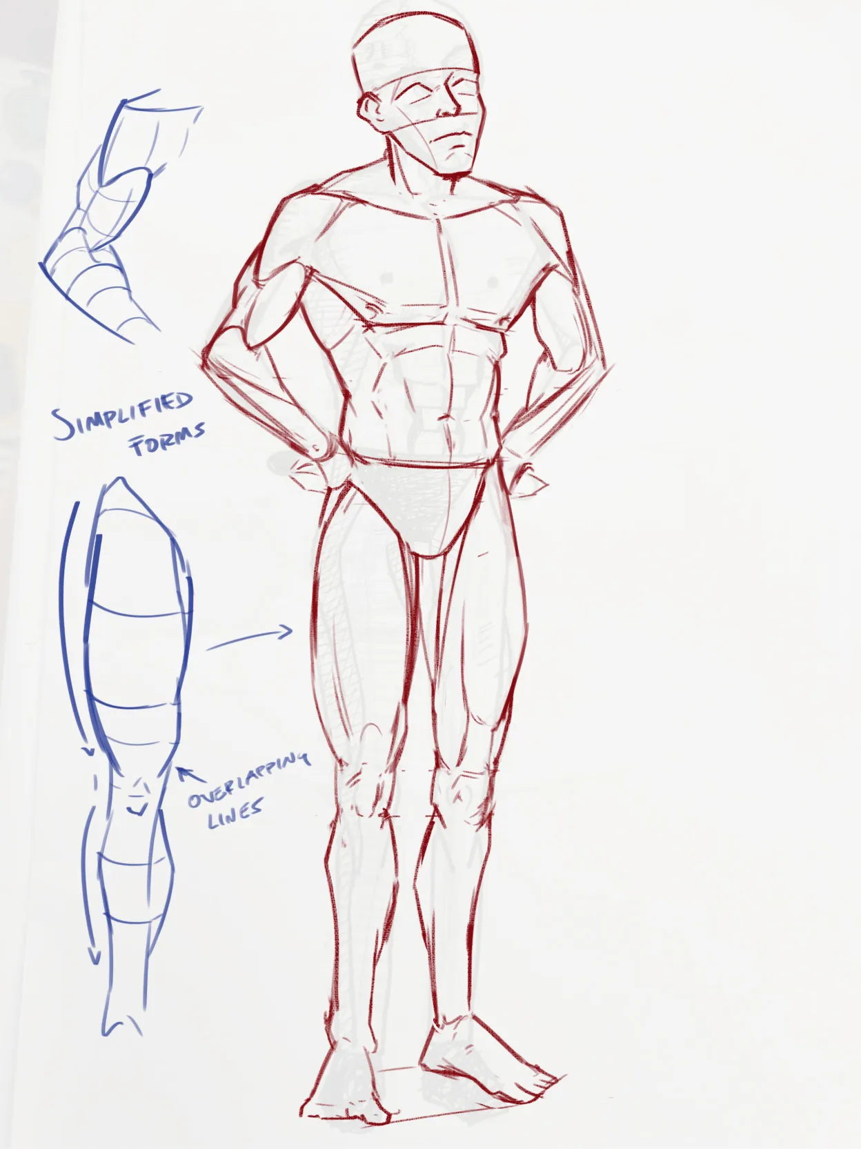 A bodybuilder