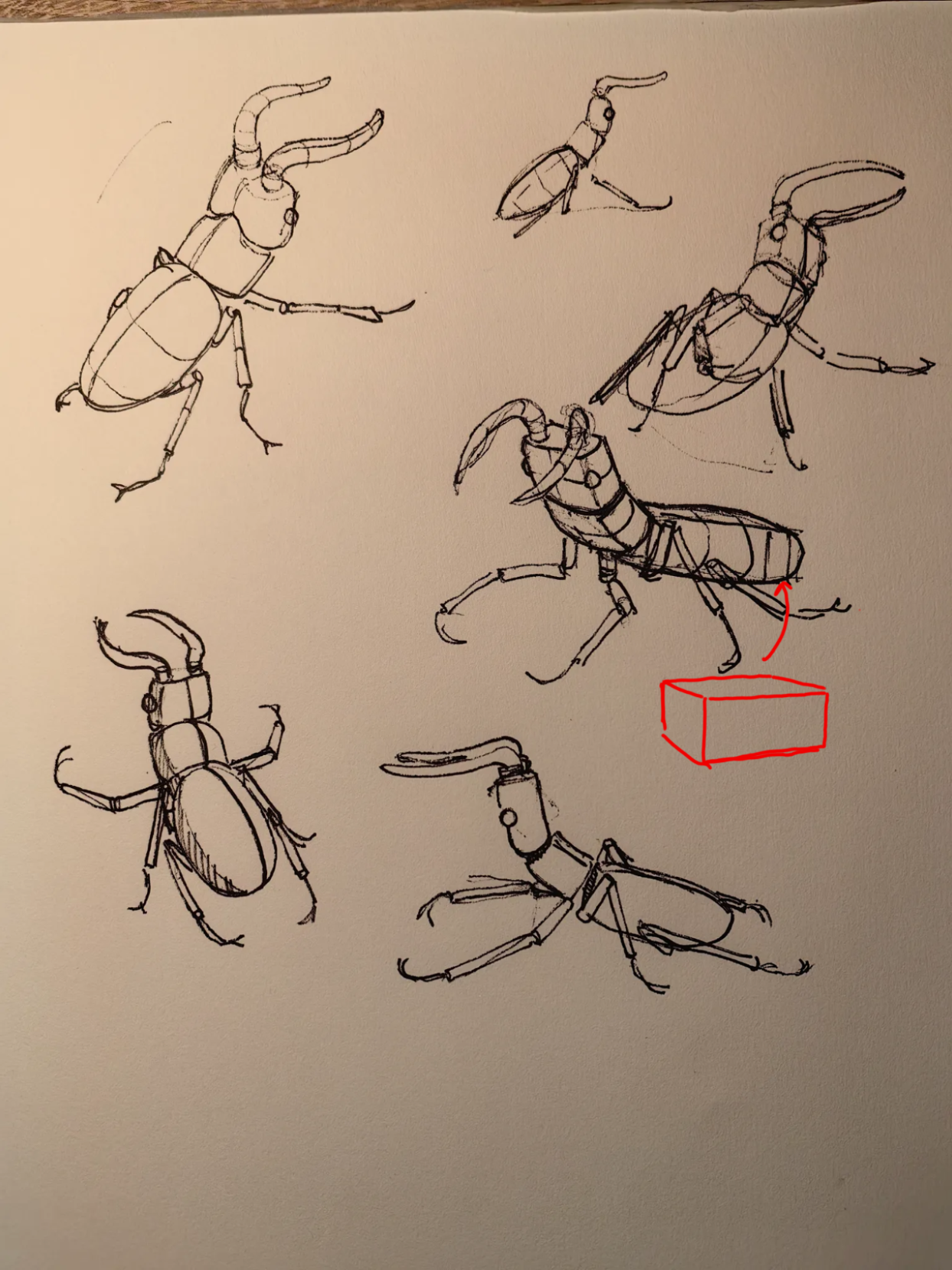 Beetle form understanding exercise