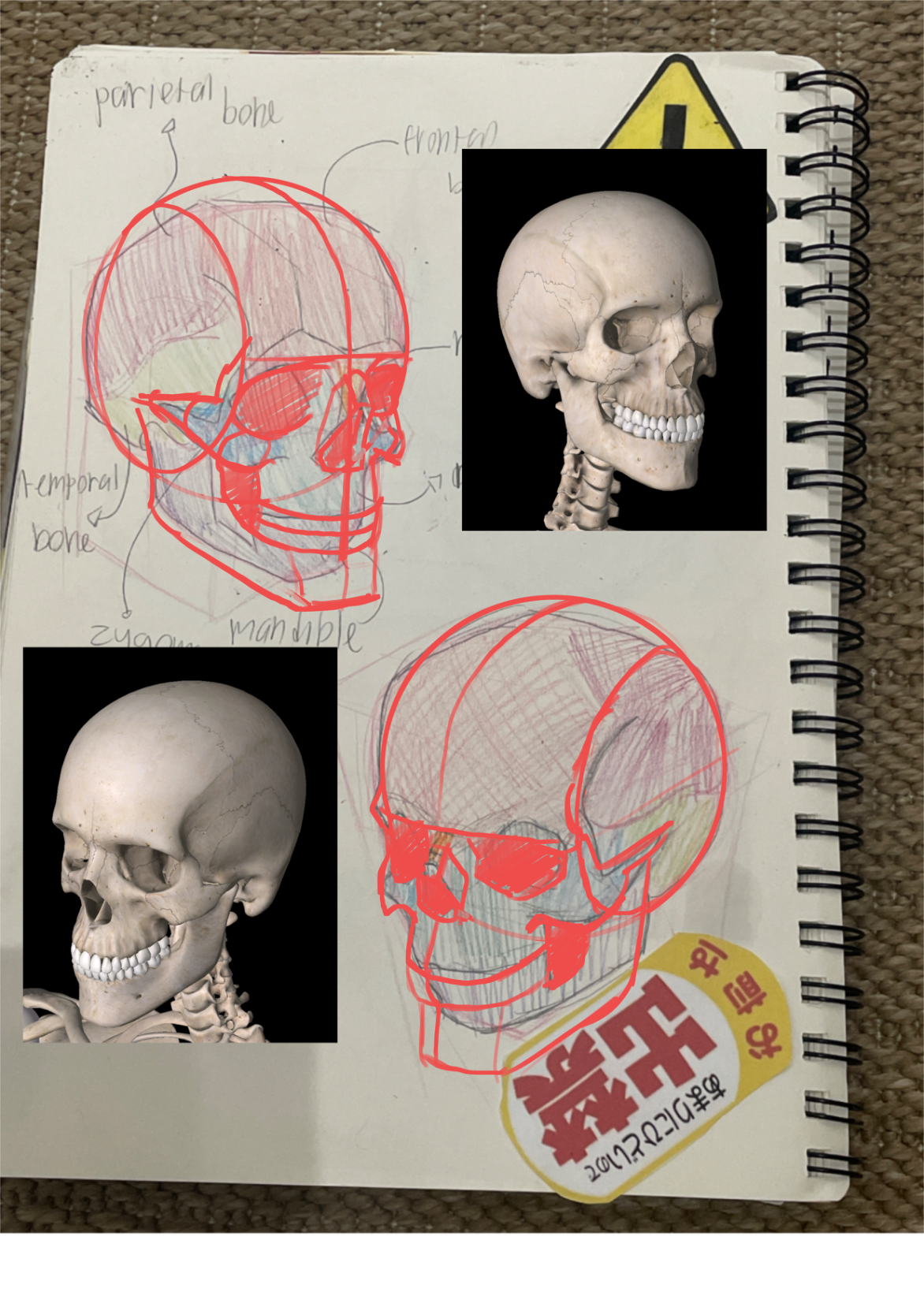 Skull anatomy study