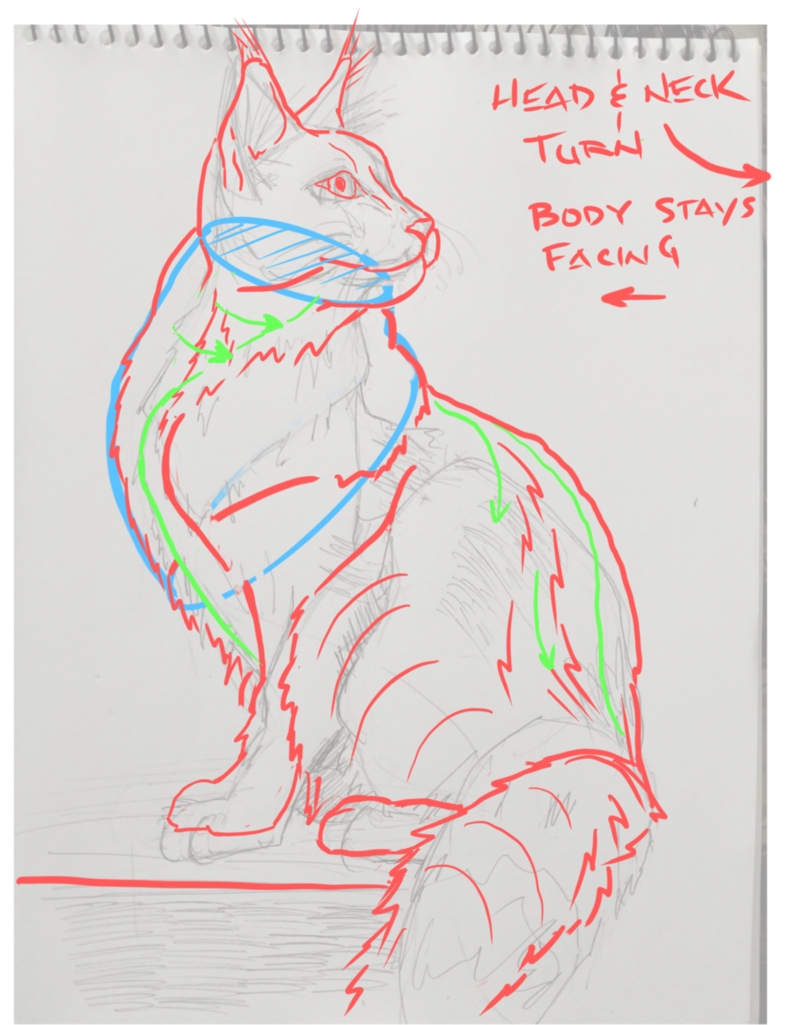 Cat drawing