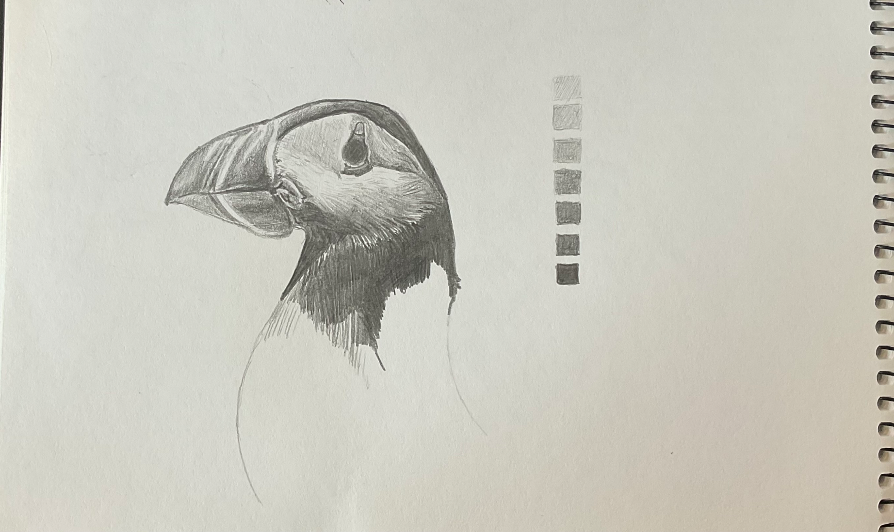 Puffin