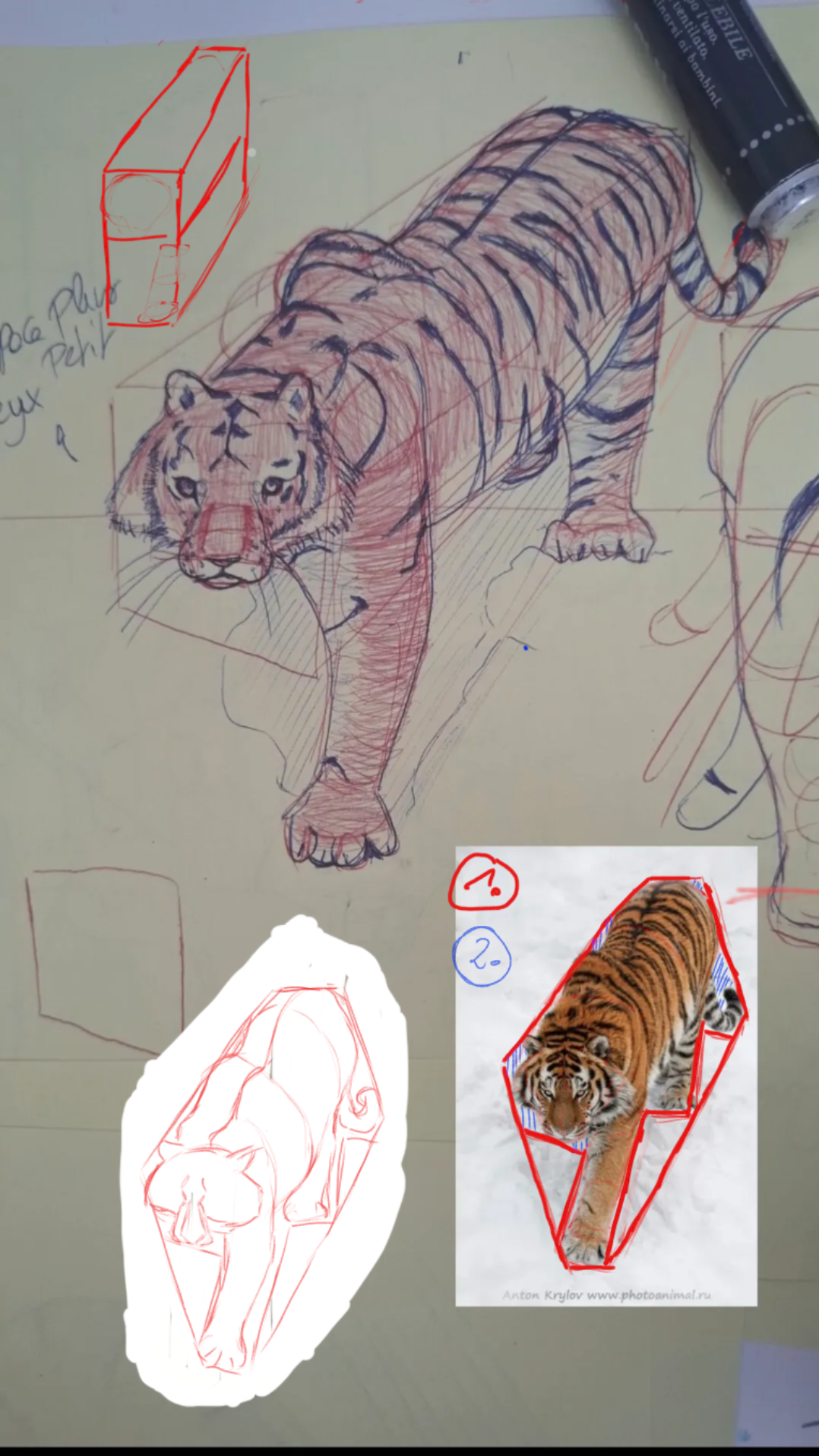 Day 17:tiger with a reference