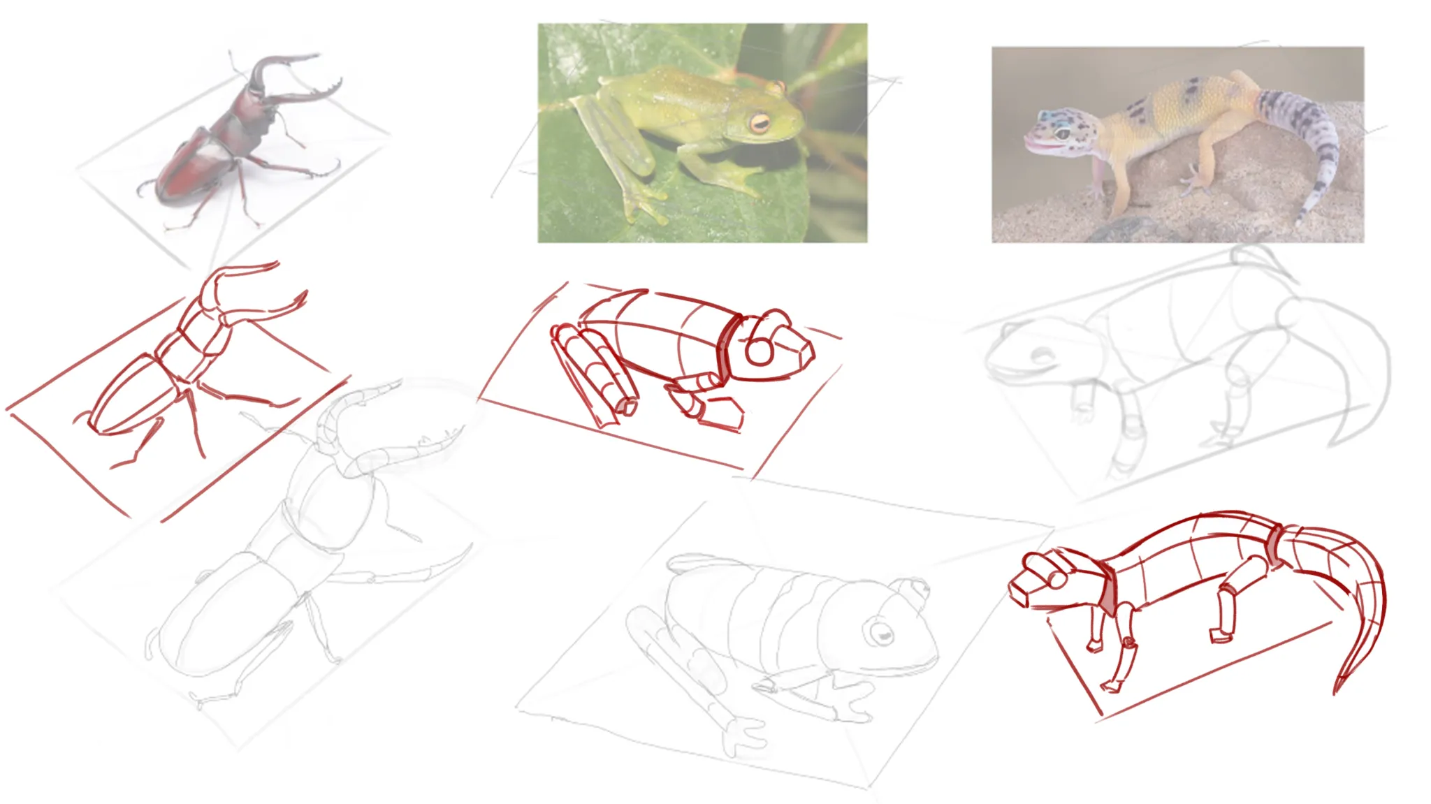 Animals with simple forms manipulated