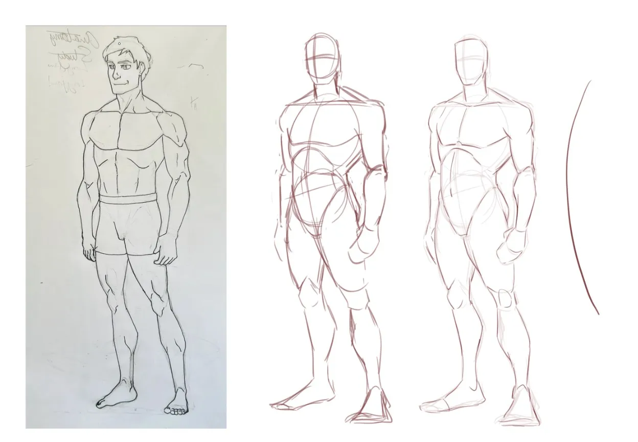 proportions and anatomy study