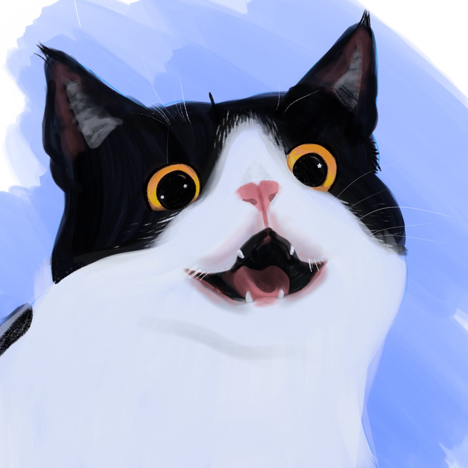 Lil kitty