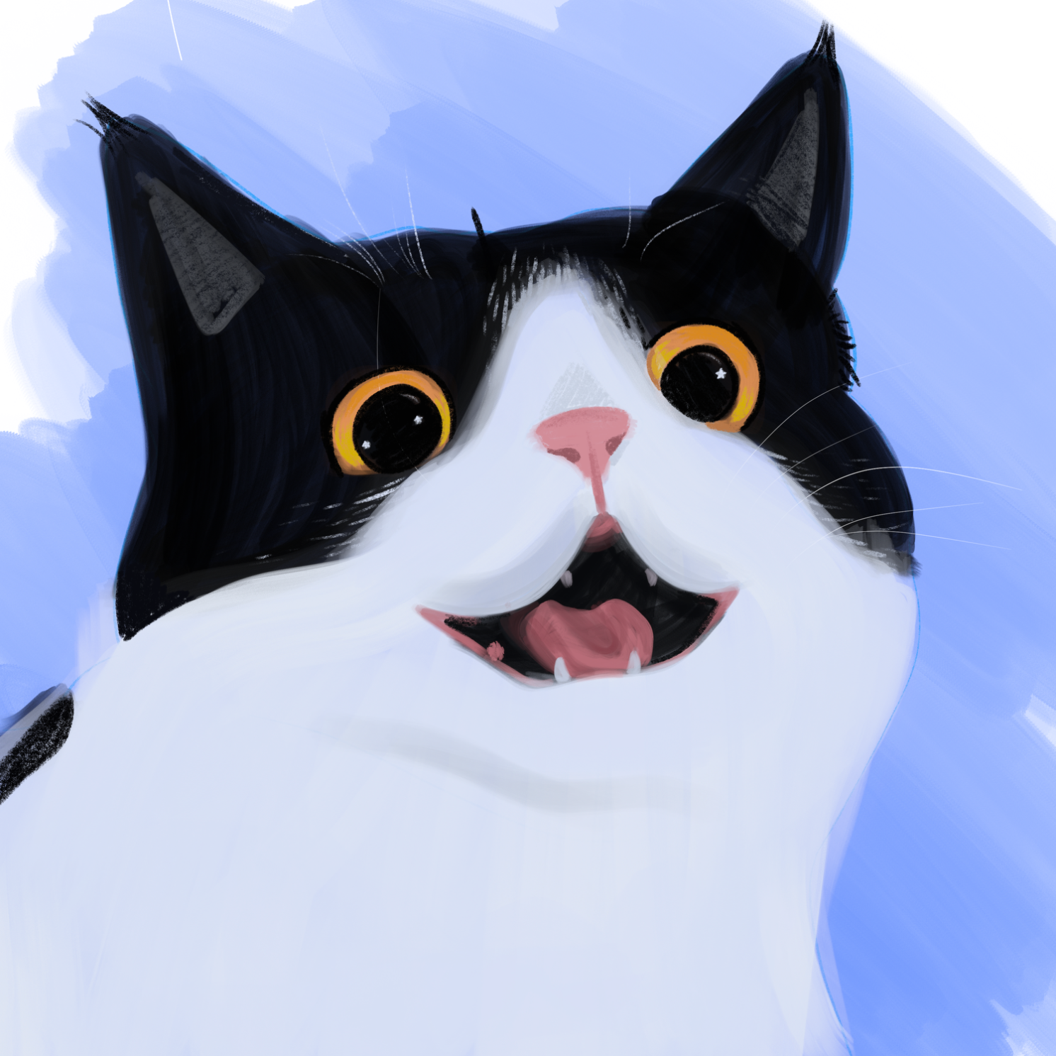 Lil kitty