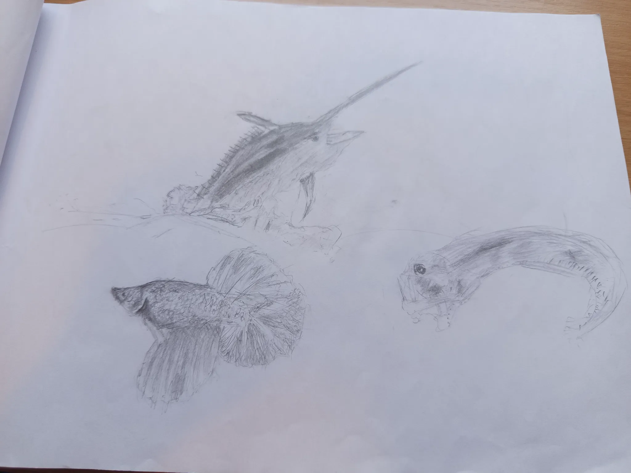 Fish