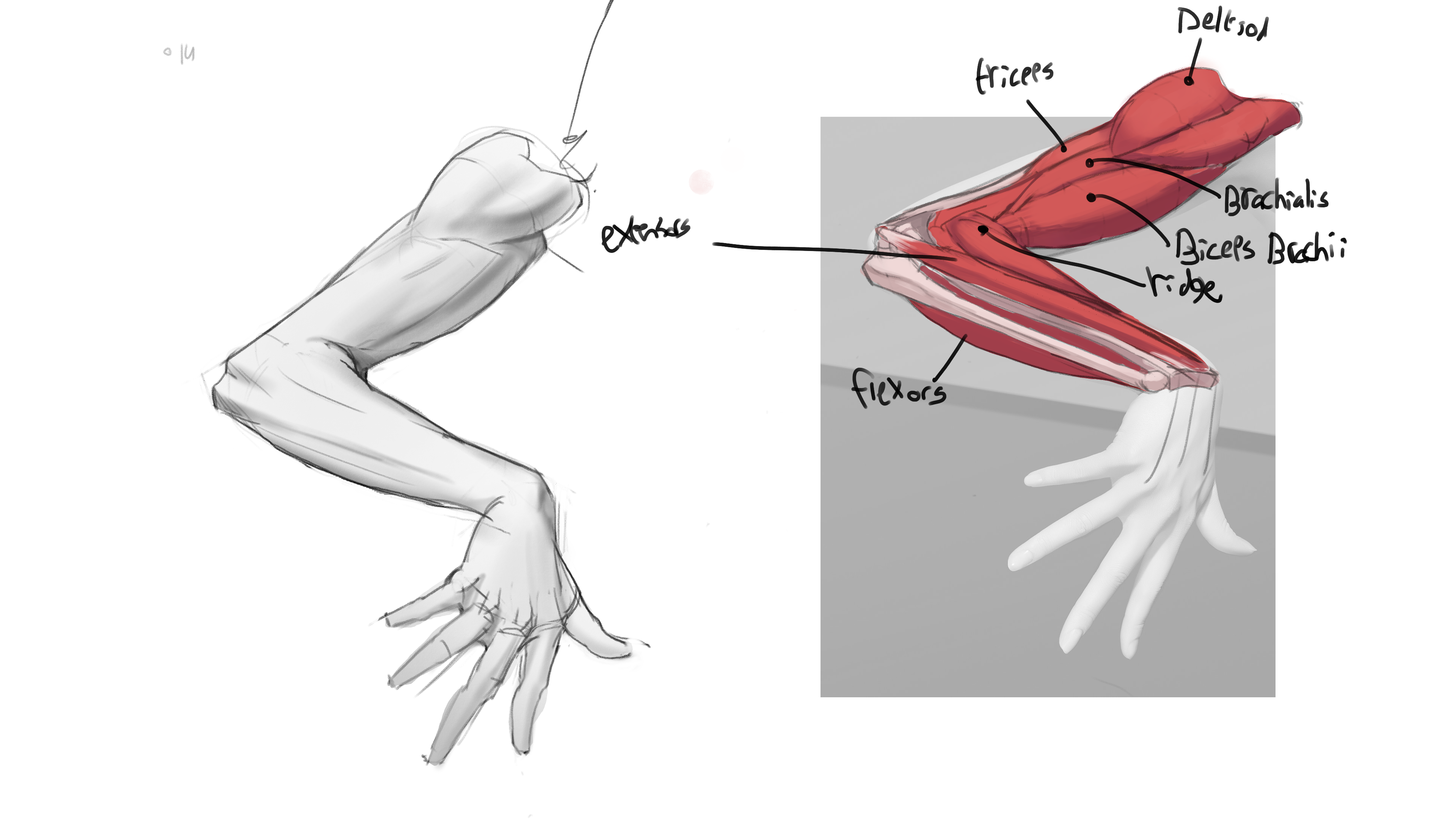 Would like some advice on the anatomy, what I'm missing, and the forms in my simplified rendering on the left