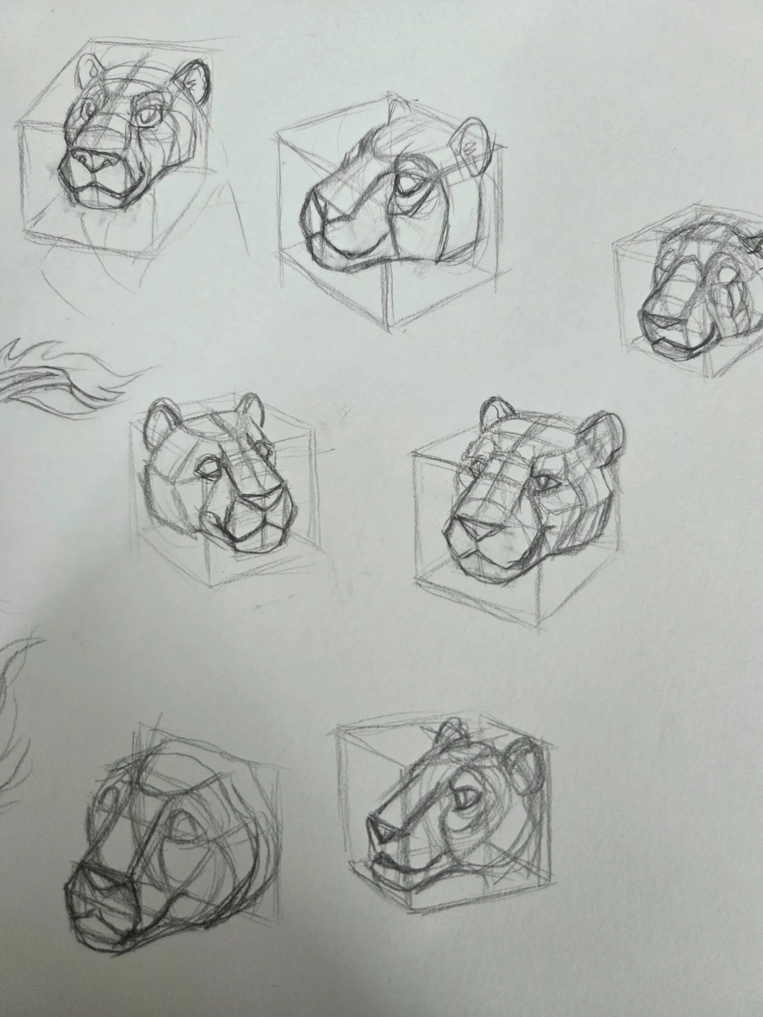 Big cat head struggles