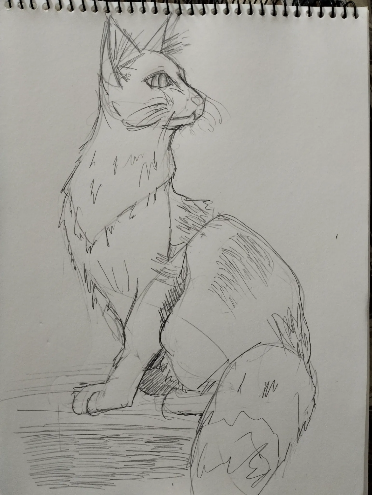 Cat drawing