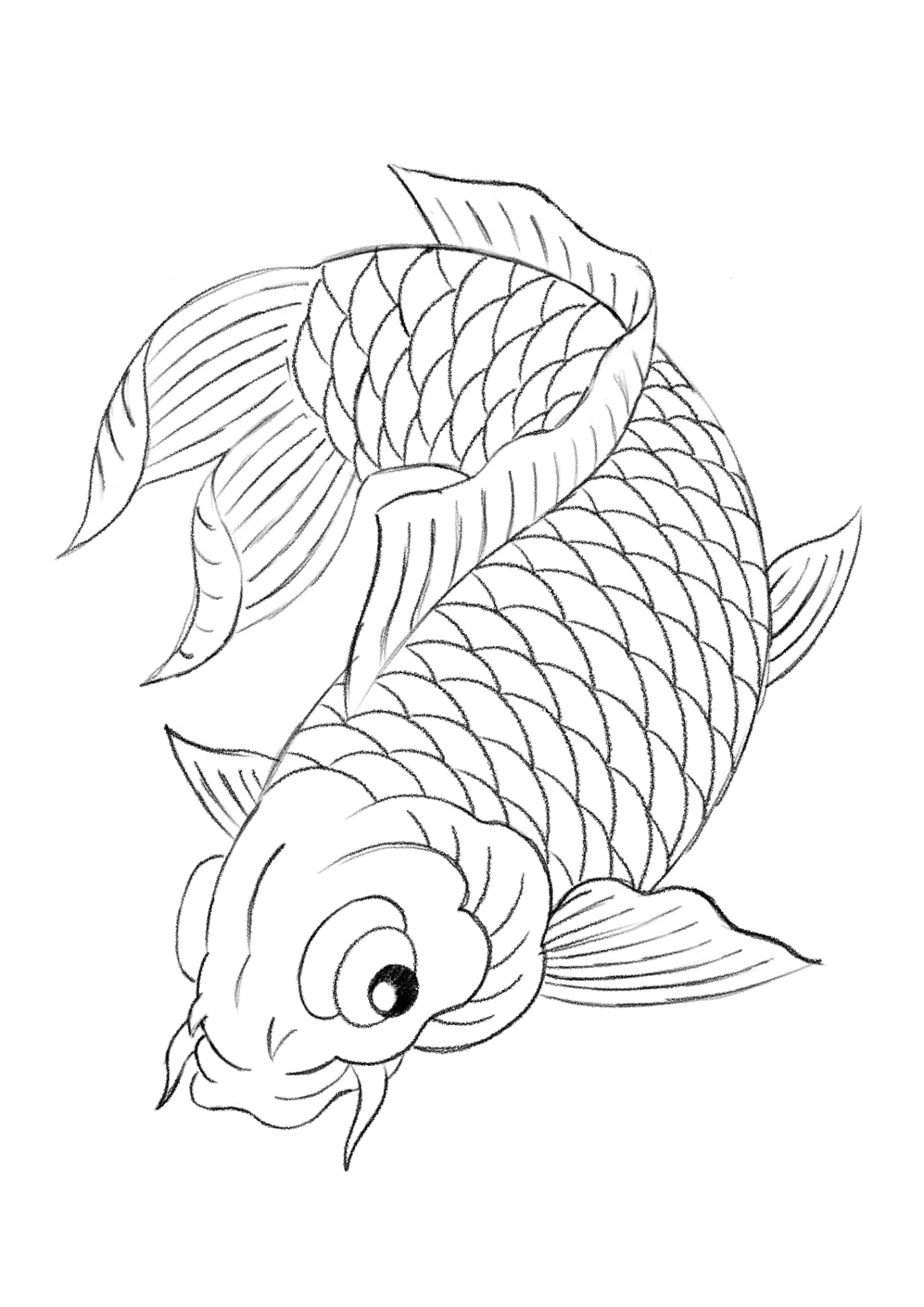 Carp Koi